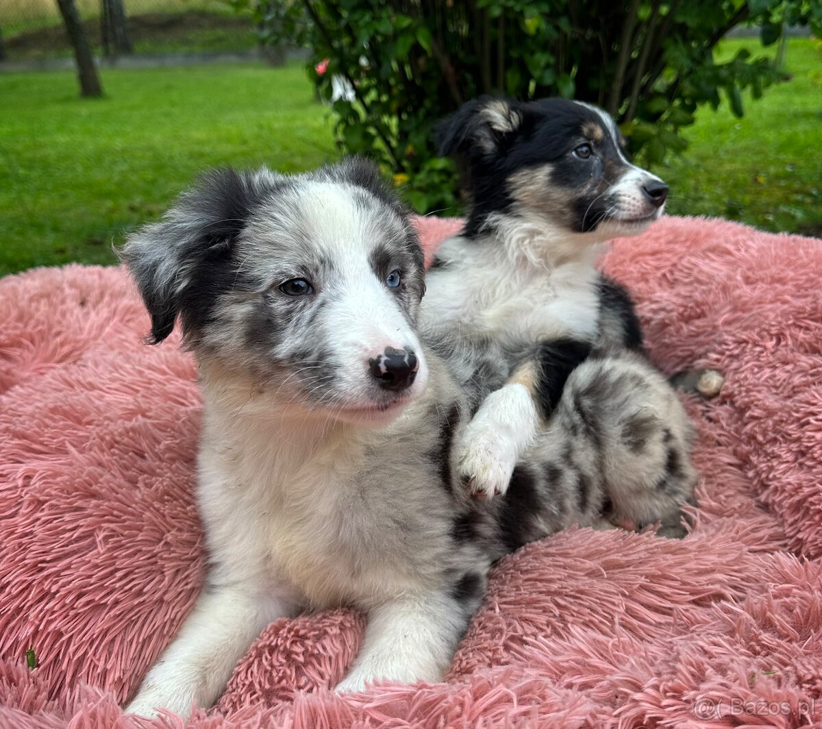 "CHASE" rasy Border Collie o umaszczeniu Blue-merle