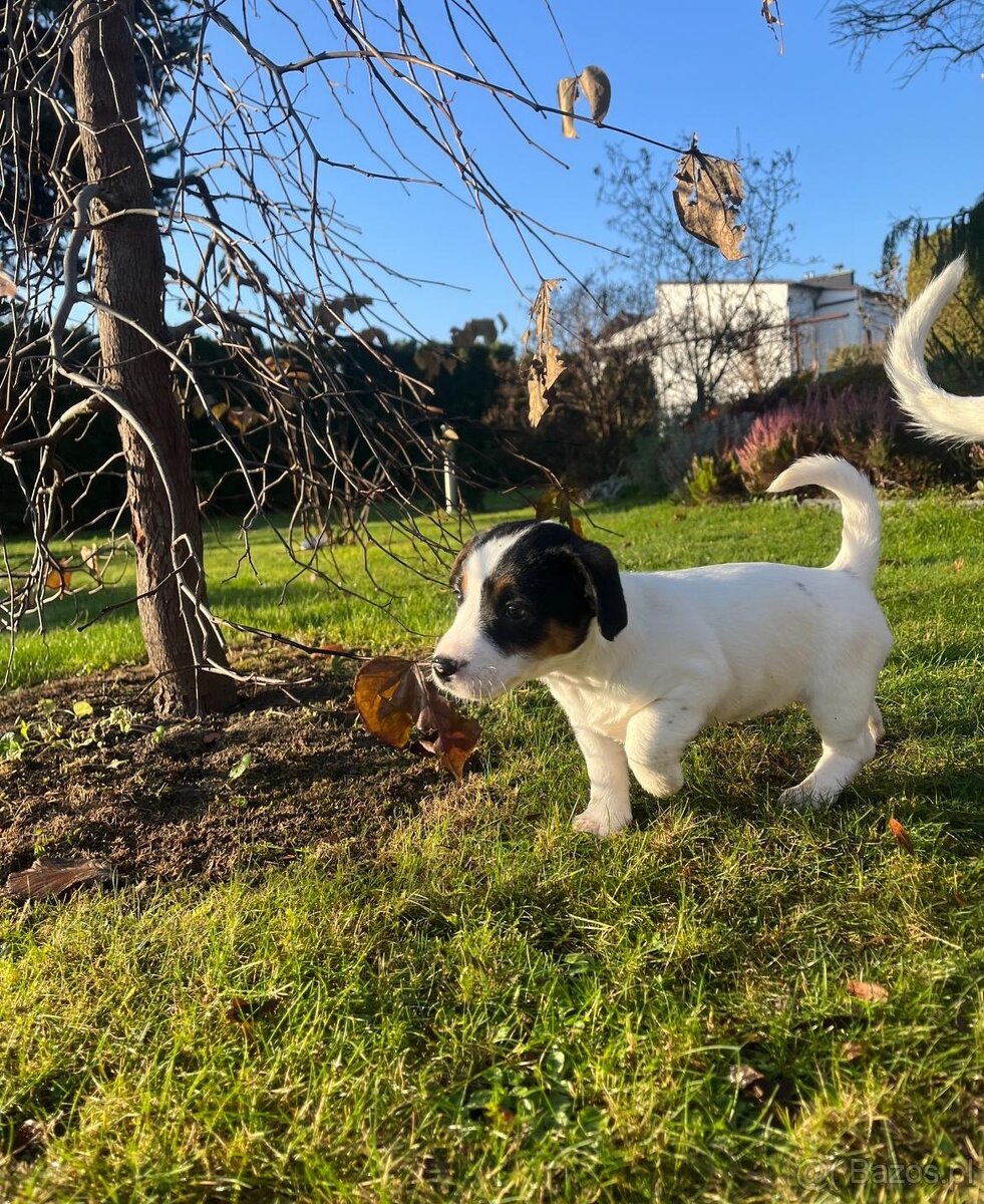 Jack Russell terrier