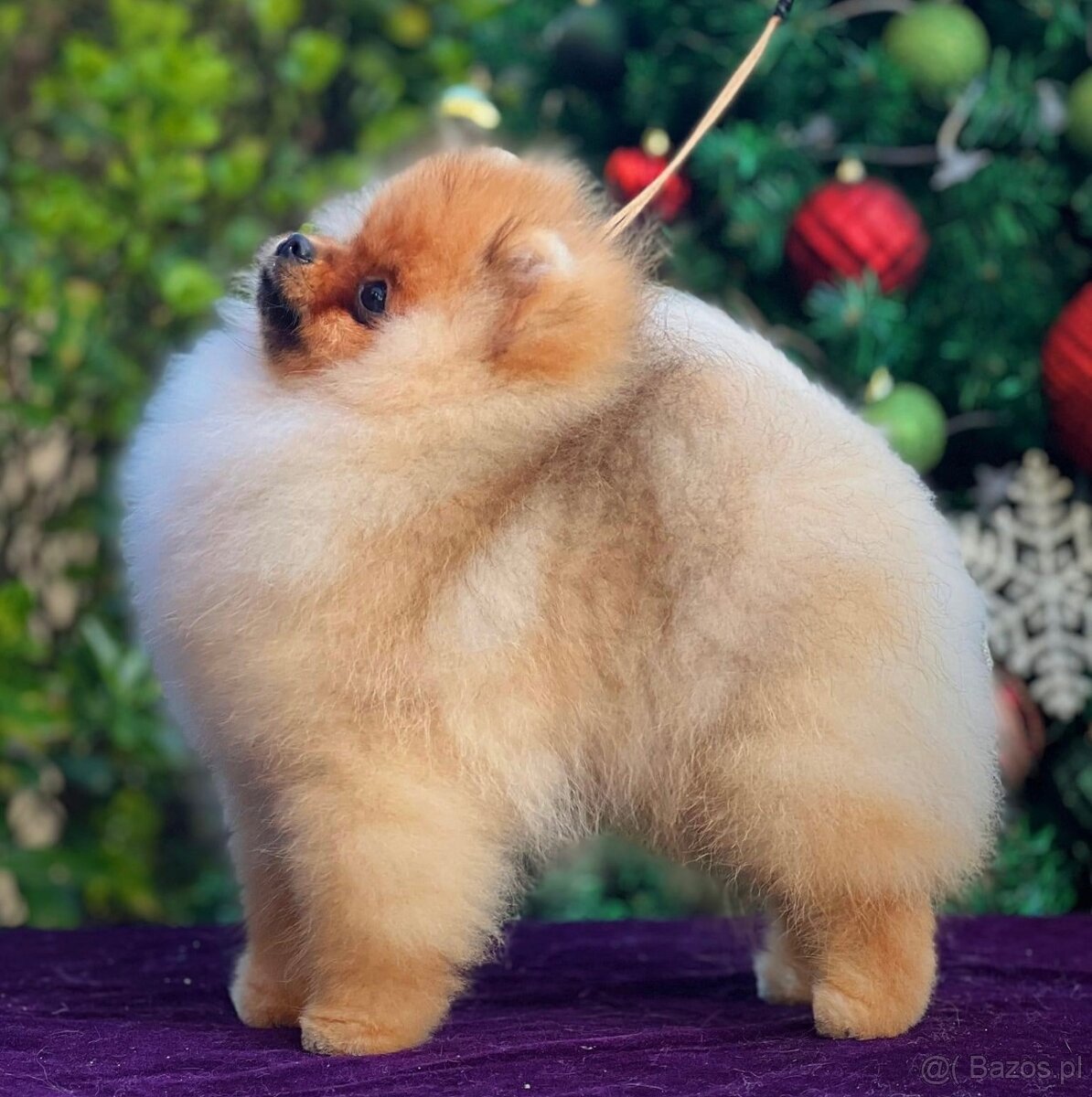 Pomeranian