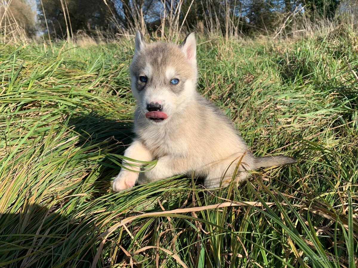 SYBERIAN HUSKY SZCZENIAKI