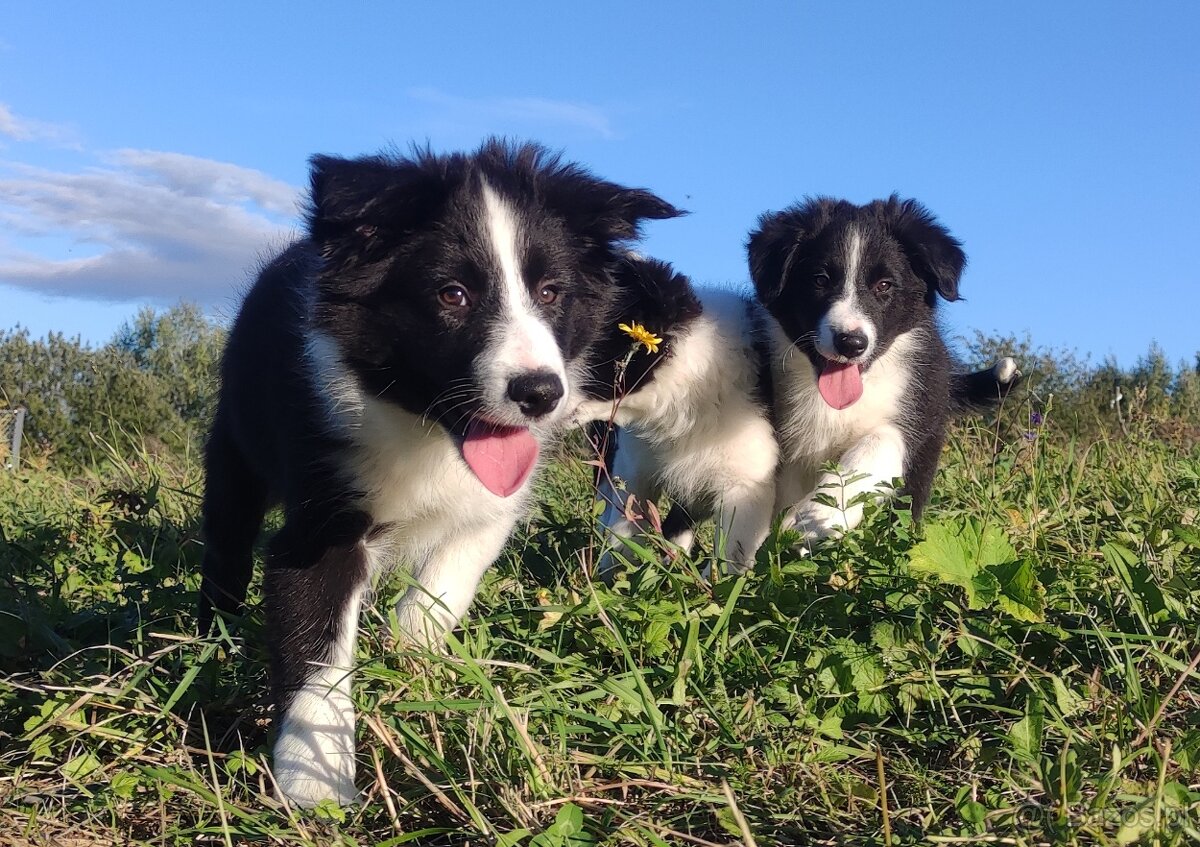 Pies / szczeniak rasy Border Collie