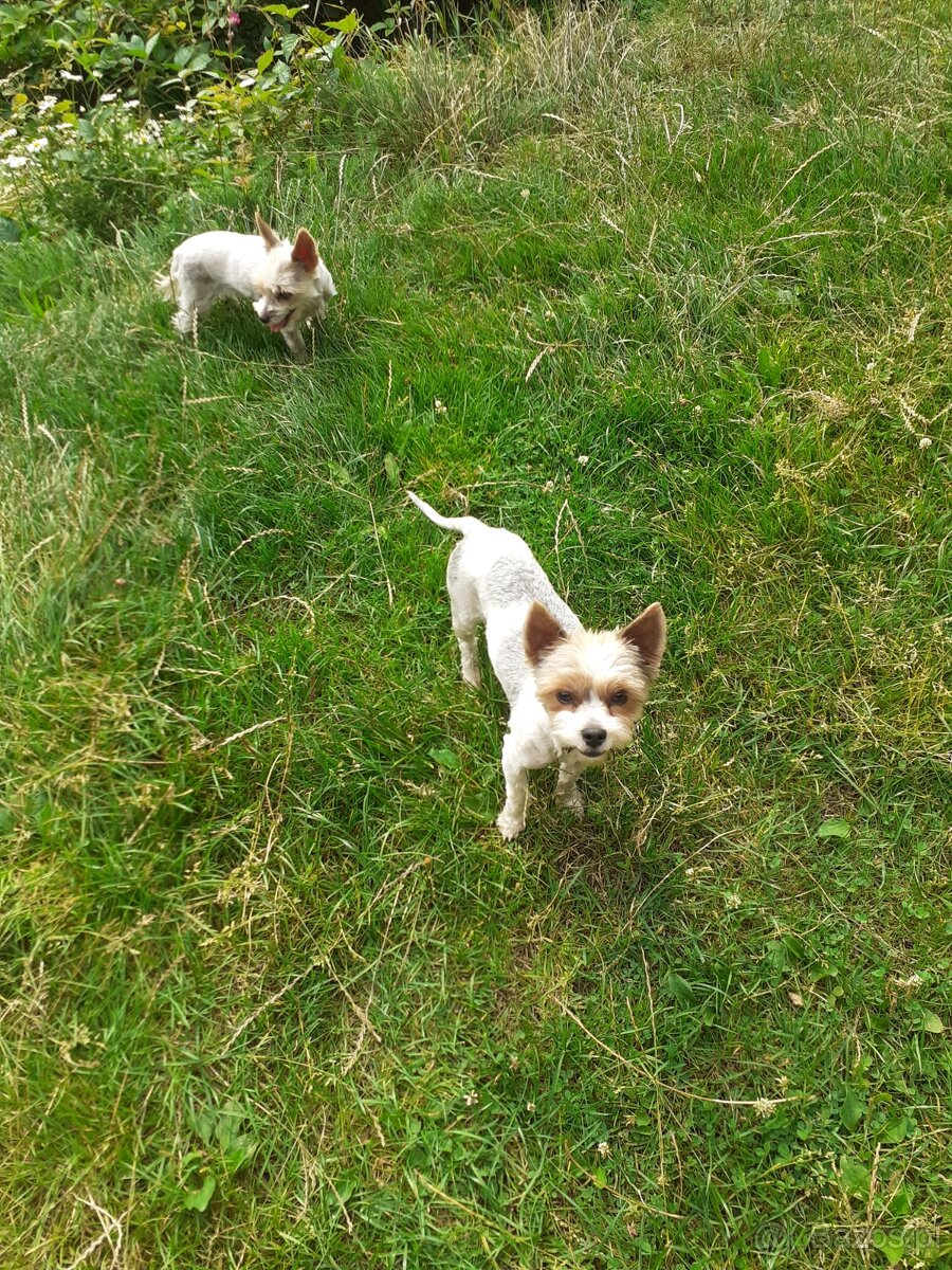 Yorkshire Terrier Biewer