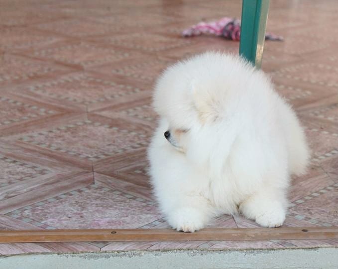 Urocze szczenięta pomeranian dostępne do adopcji