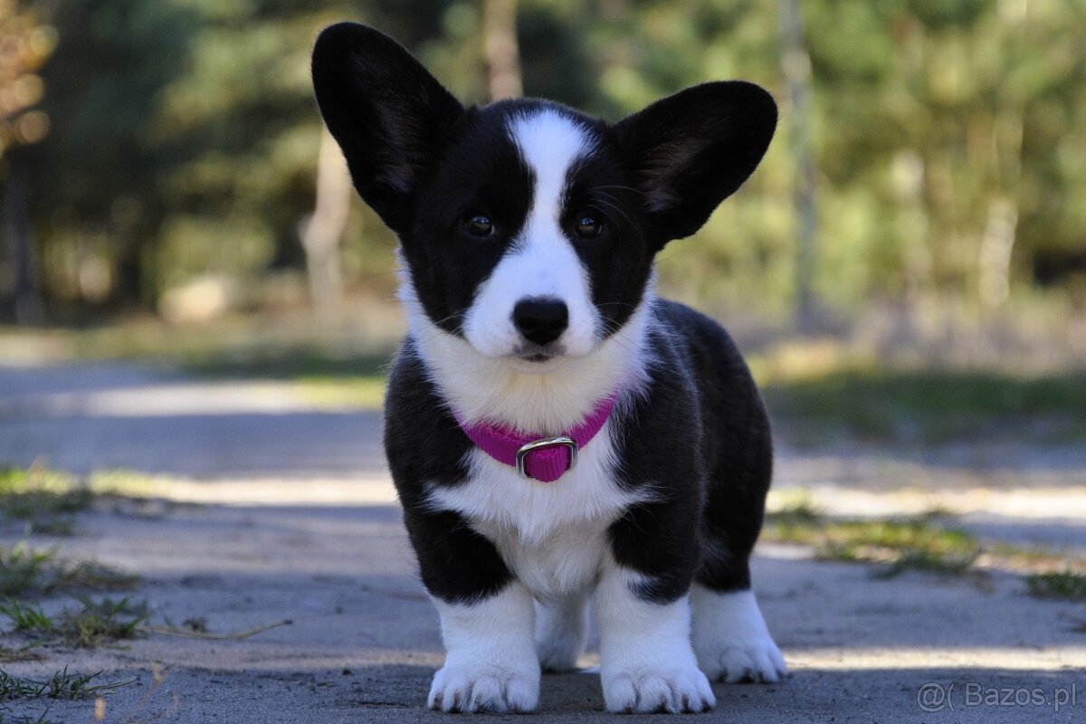 Welsh Corgi Cardigan FCI