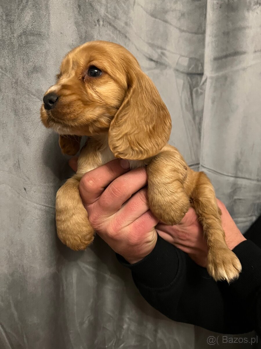 Piękna suczka rasy Cocker Spaniel Angielski