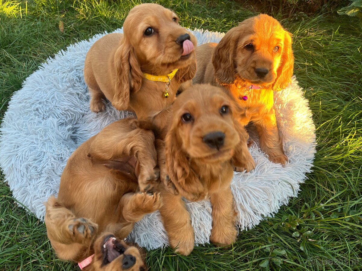 Cocker Spaniel Angielski