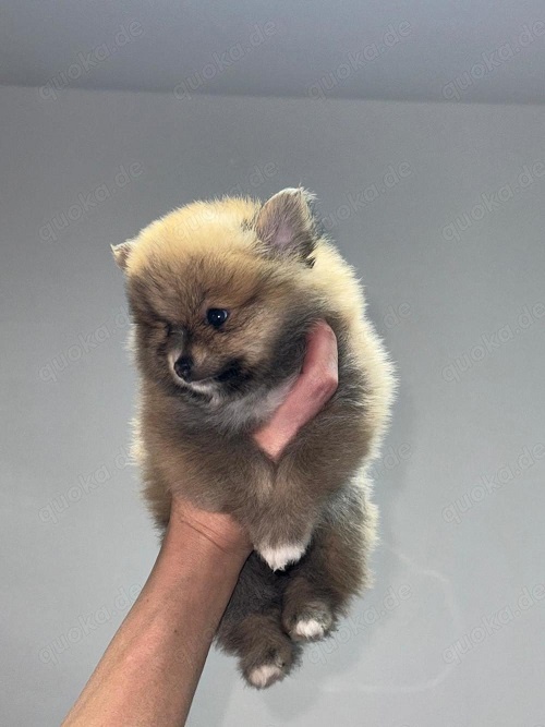 Szpic miniaturowy (Pomeranian) FCI