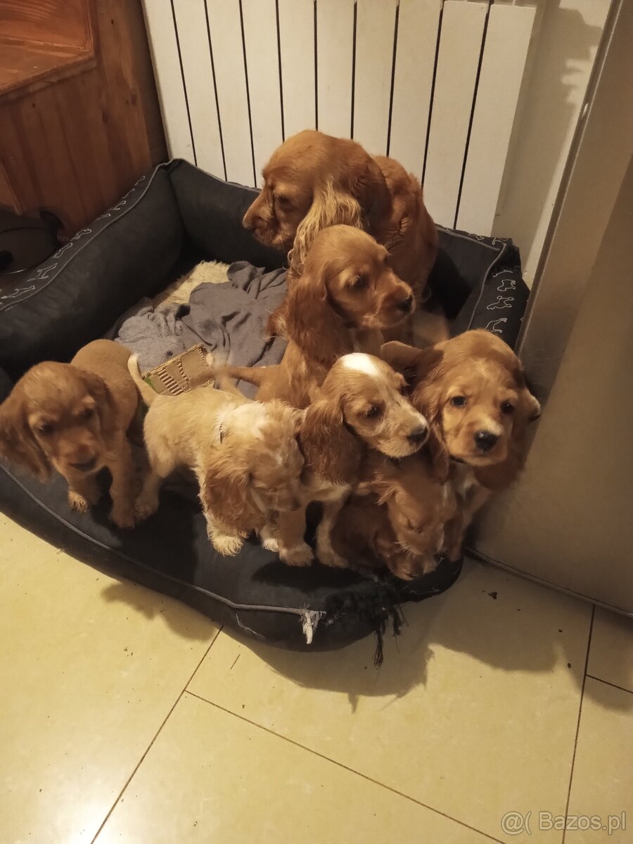 Cocker Spaniel Angielski śliczne mądre szczeniaki