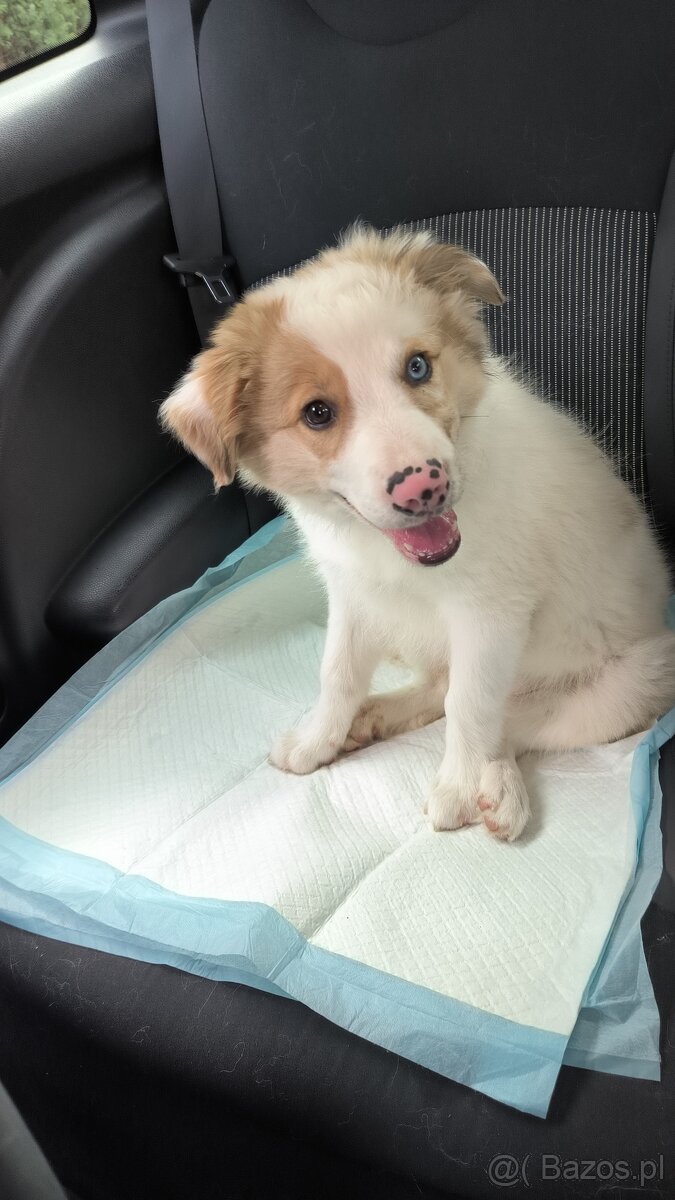 Border collie