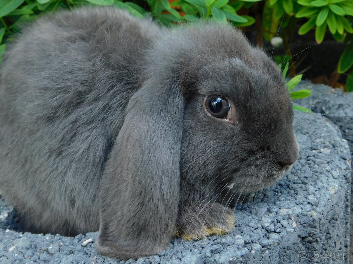 Samiczki mini lop niebieskie