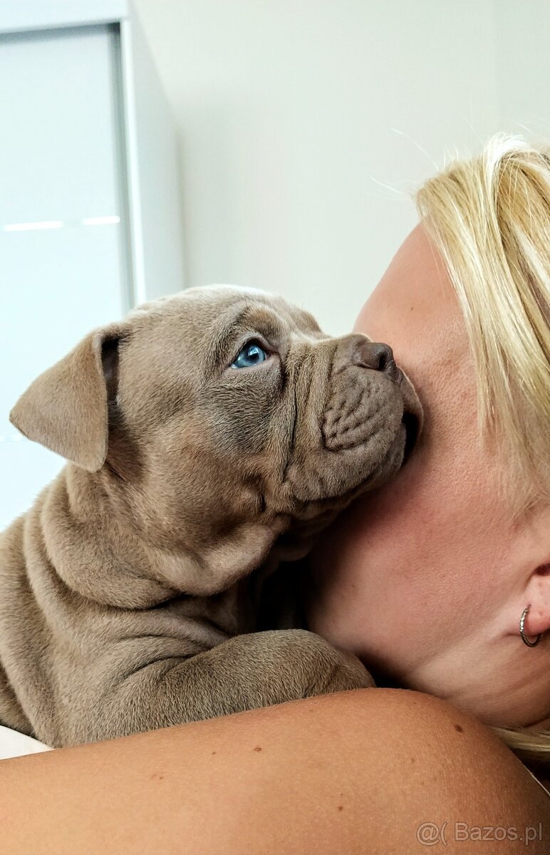 Szczenięta American Bully Pocket Exotic Top Bloodline