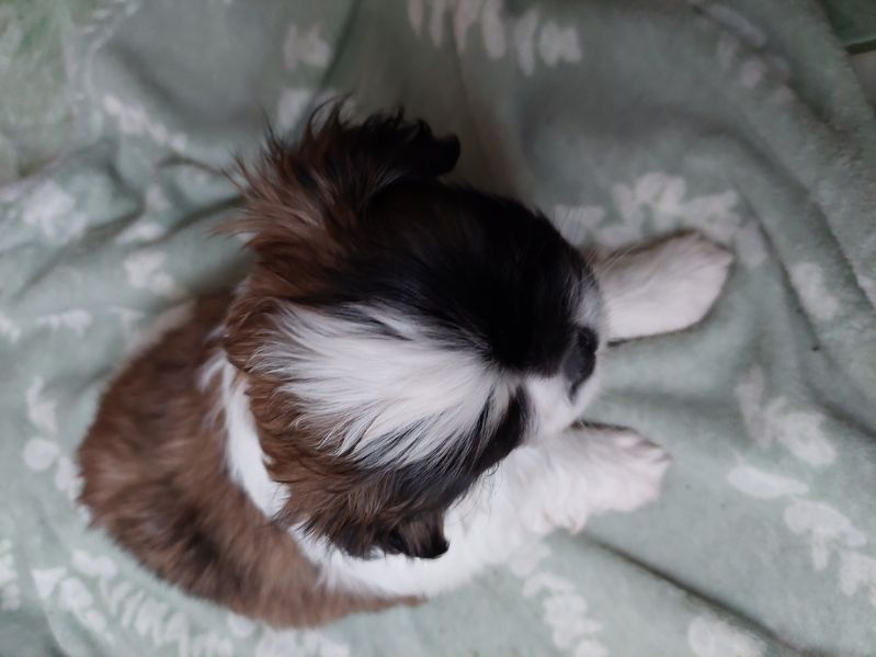 Szczeniaczki shih tzu