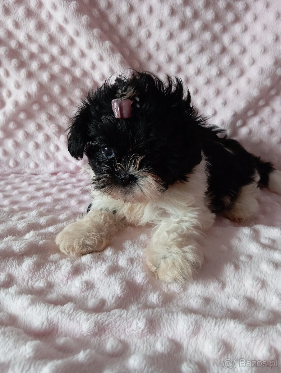 Sunia shih tzu