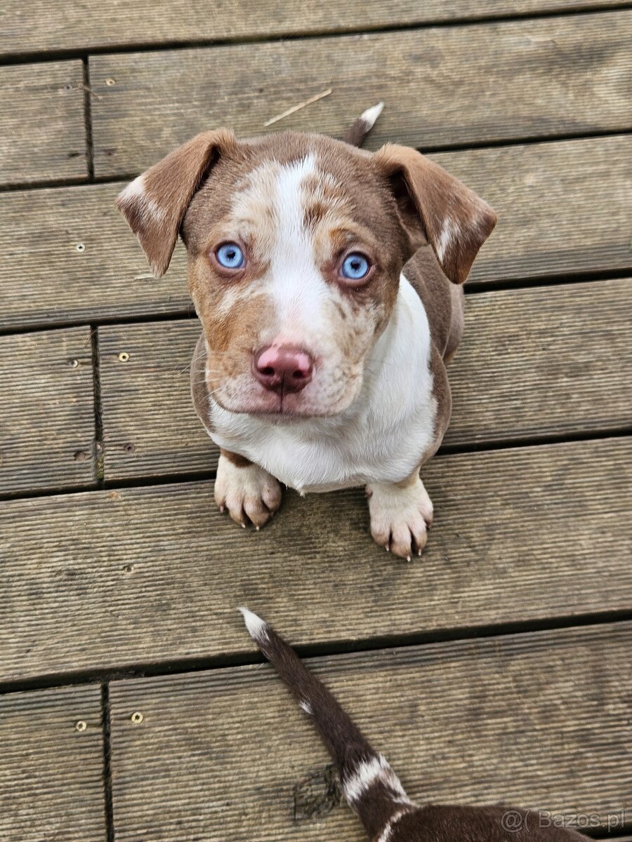 Louisianański pies leopardzi Catahoula