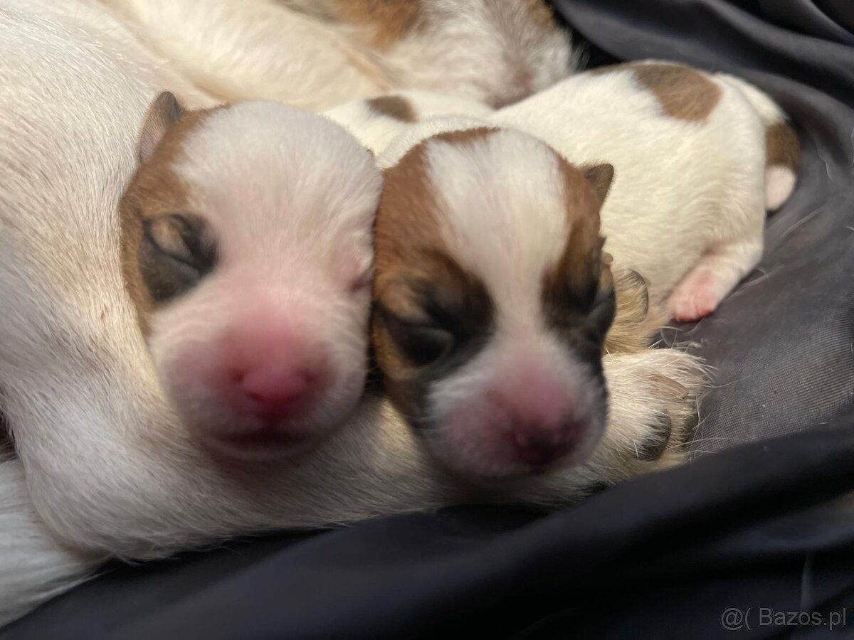 Jack Russell terrier