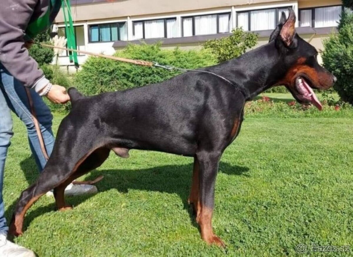 Doberman FCIs PP..