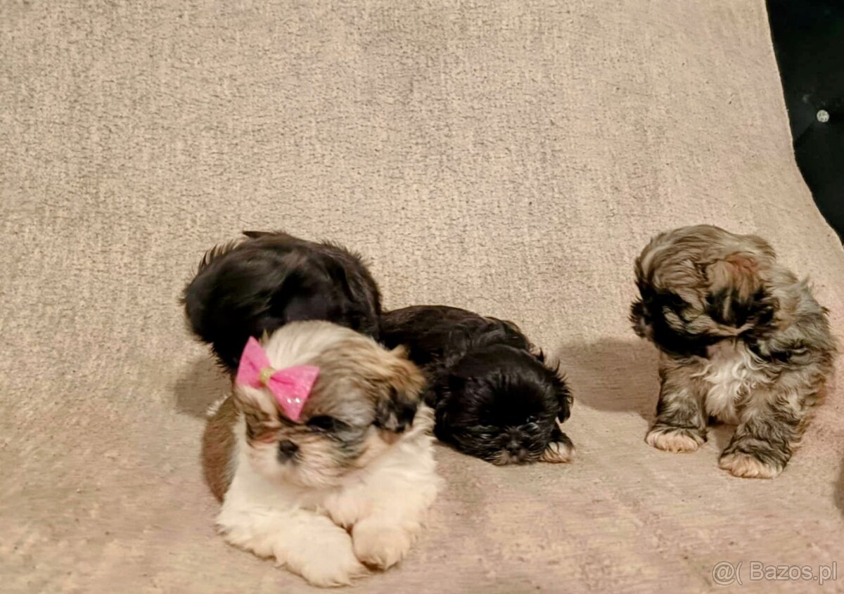 Szczenięta Shih tzu