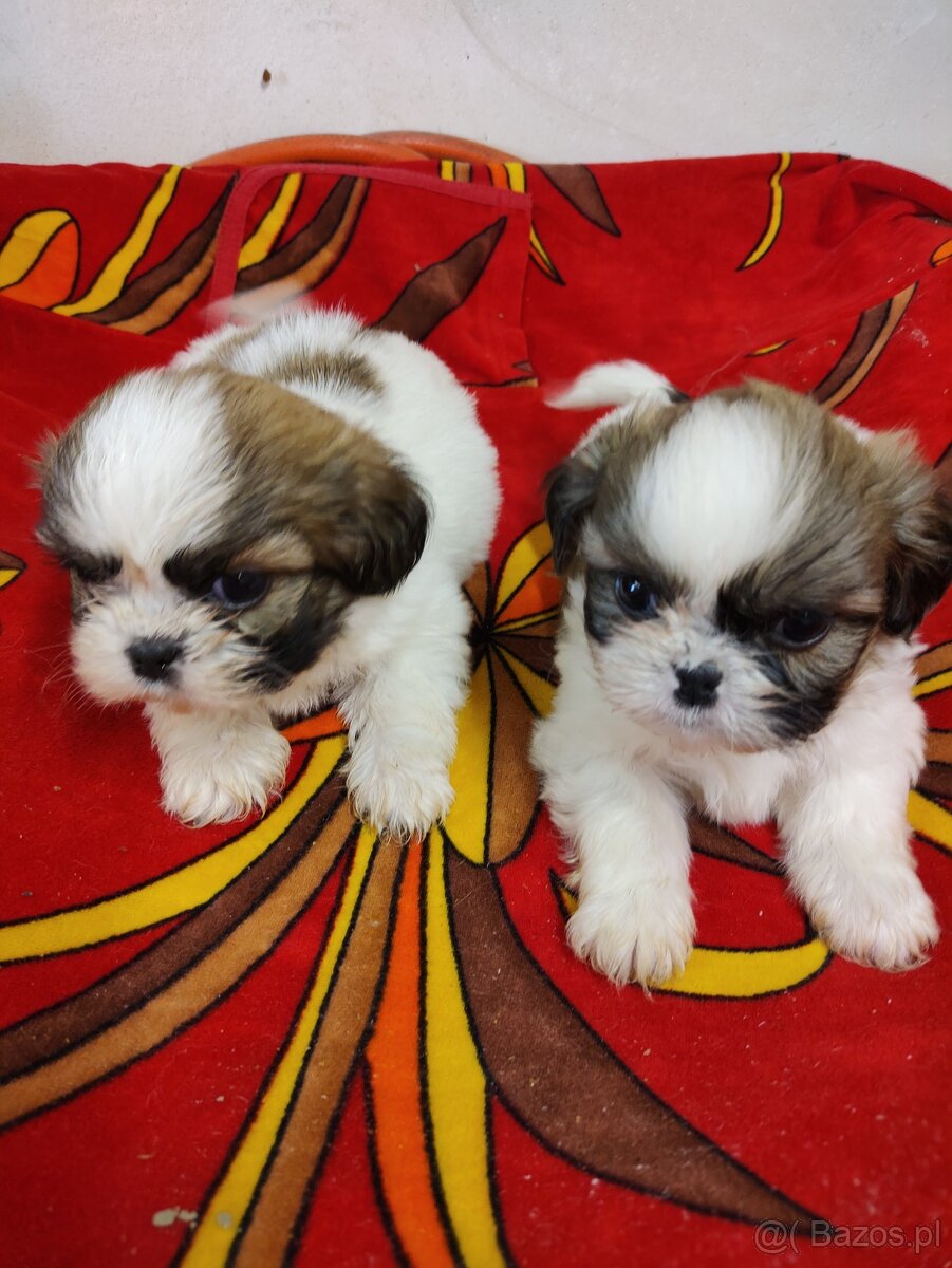 Trzy pieski mieszanka (pekińczyk -shih tzu)