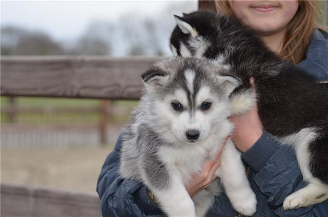 Szczenięta Siberian Husky