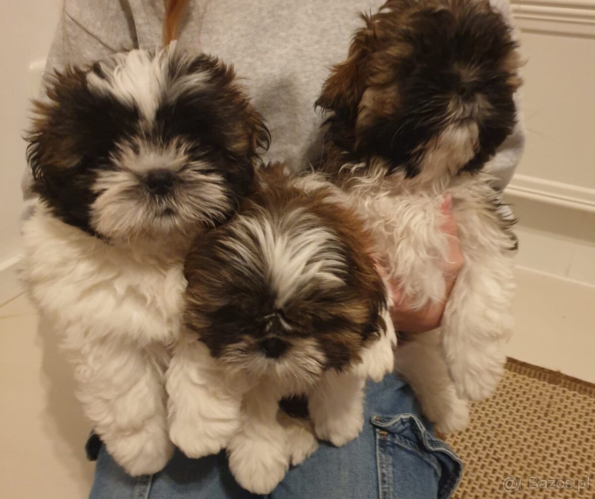 Shih-Tzu