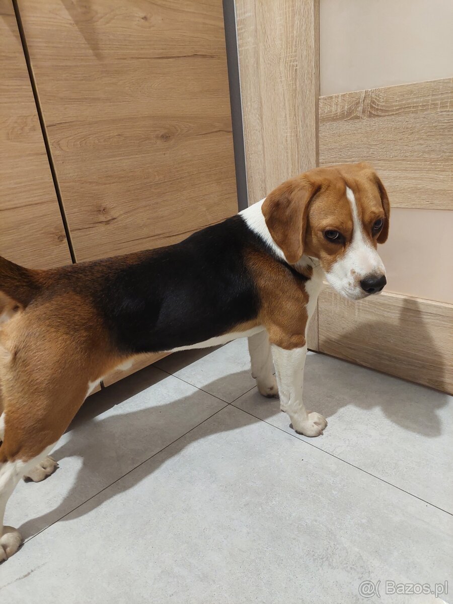 Sprzedam pieska beagle tricolor