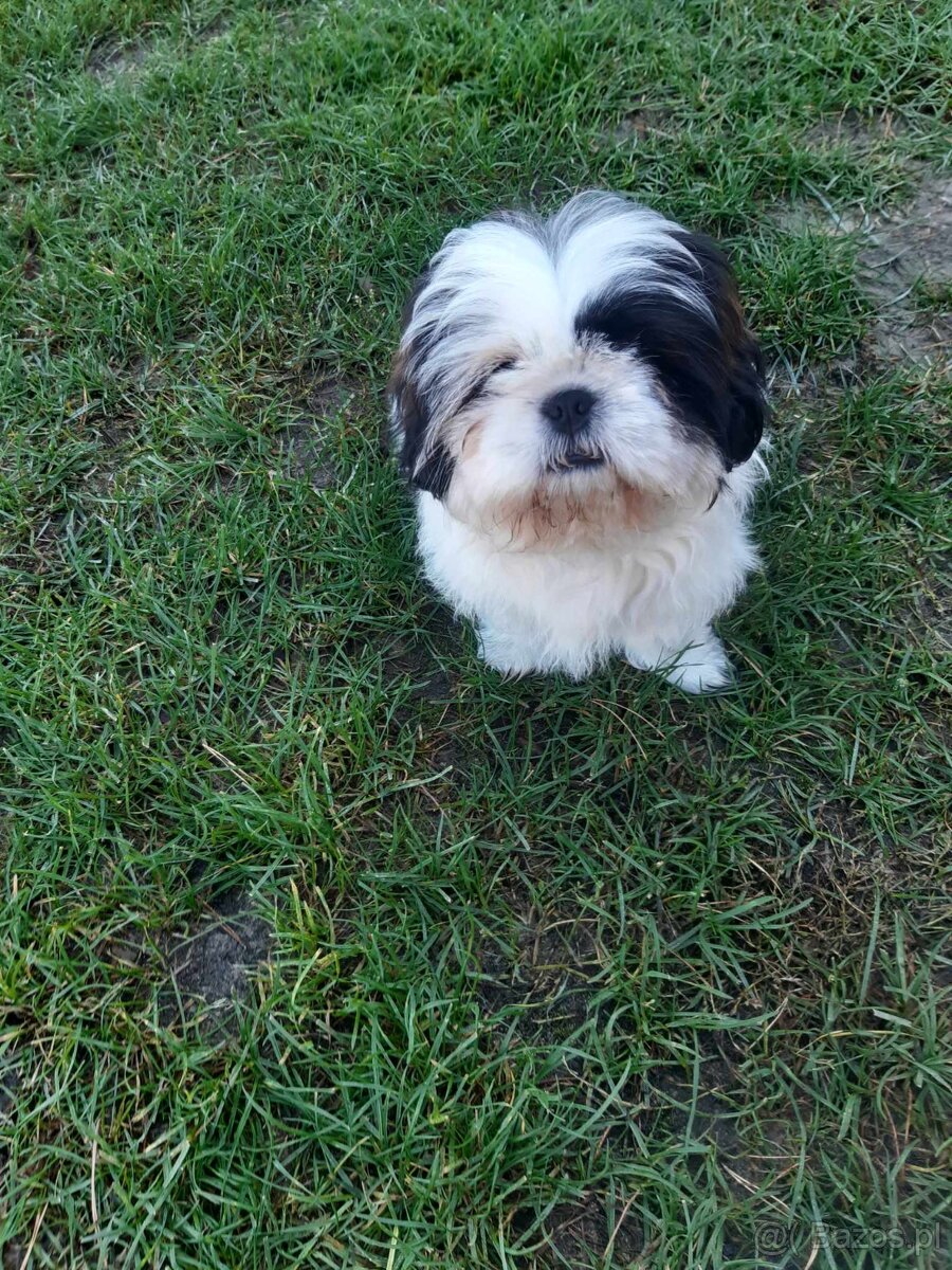 Szczeniak shih tzu 4 miesięczny samiec