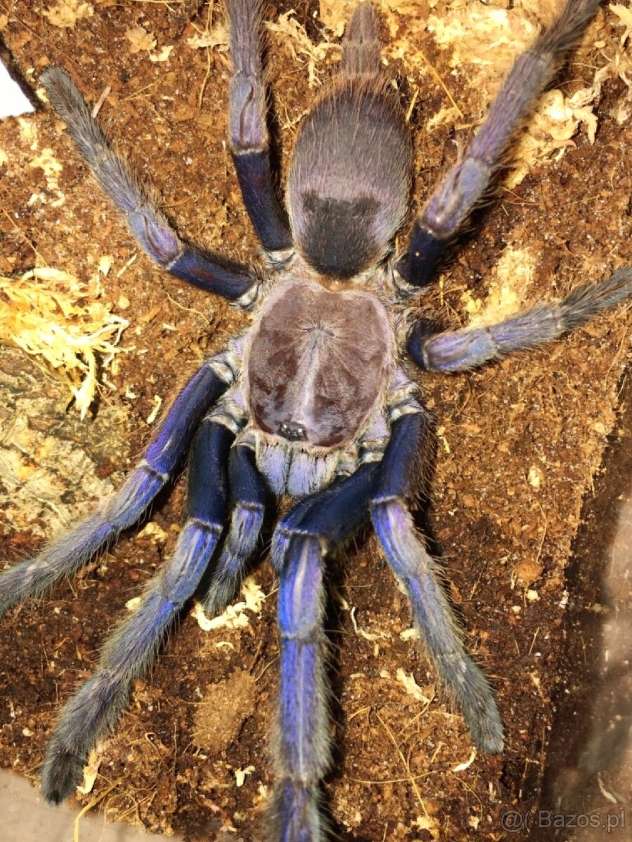 Chilobrachys sp blue vietnam samica 4.5DC