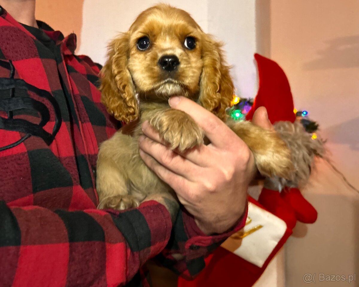 Cavapoo pudel kavalier