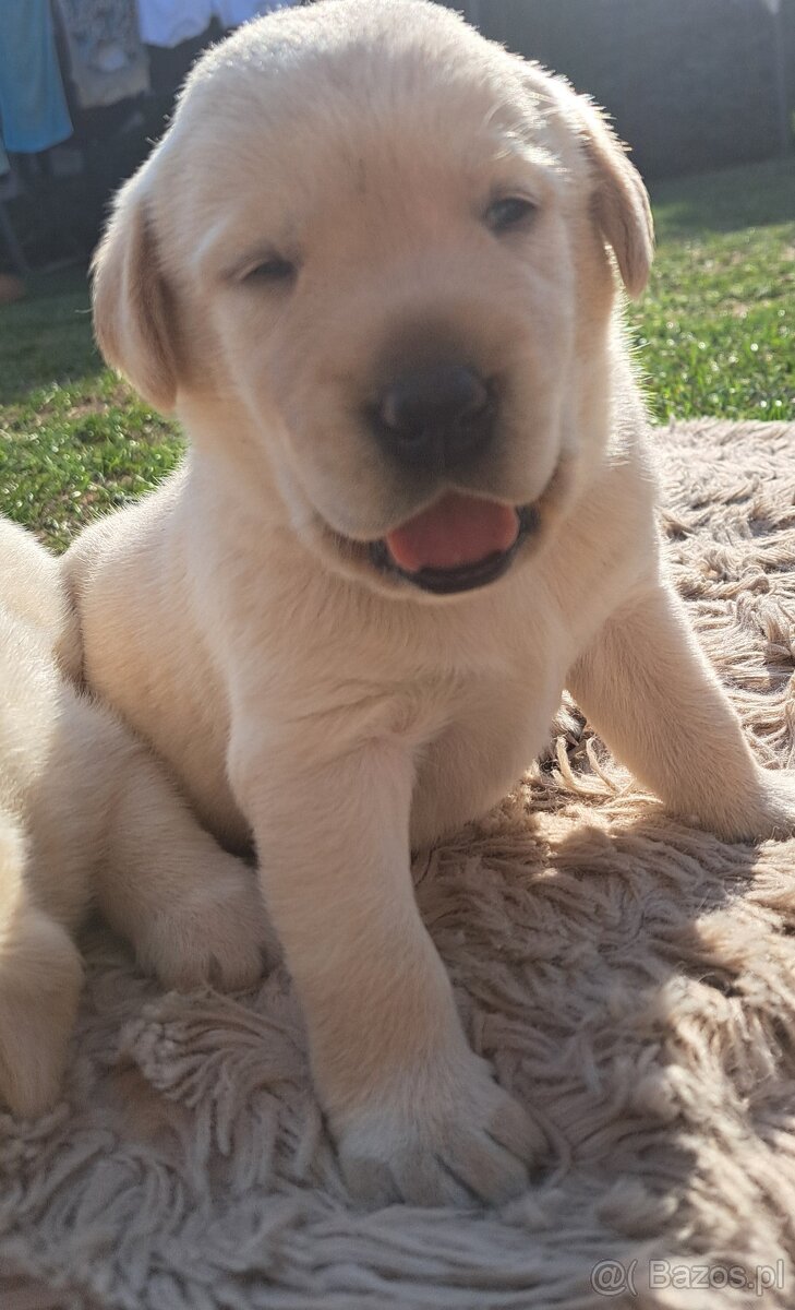 Labrador Retriever biszkoptowe