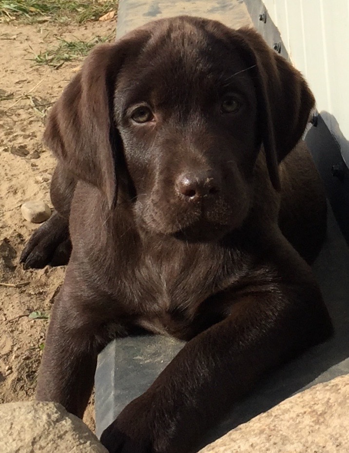 Labrador Retriever szczenięta