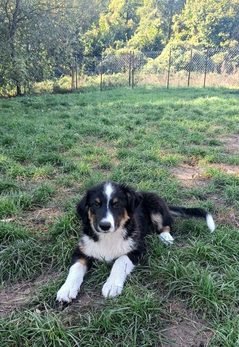 Border collie szczeniaki