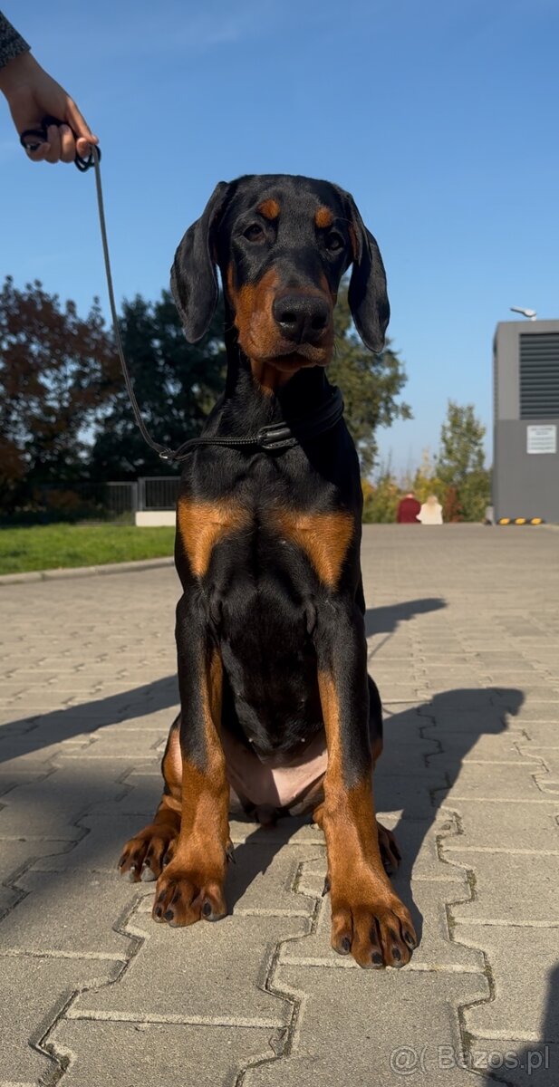 Sunia rasy doberman