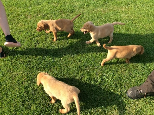 Szczeniaki labradora retrievera