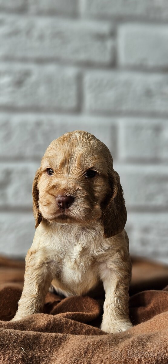 Cocker Spaniel Angielski