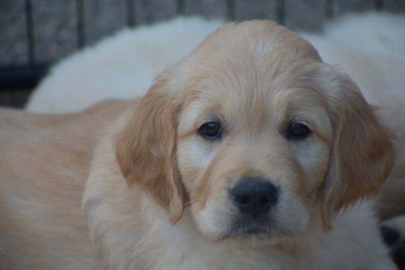 golden retriever