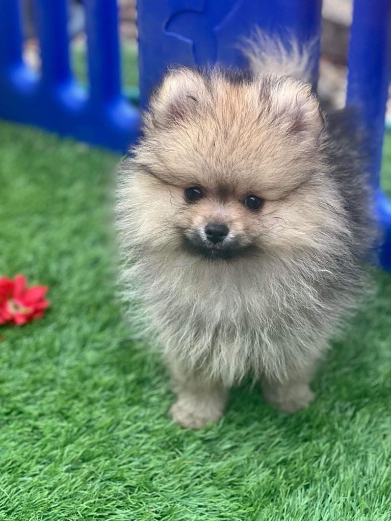 Sprzedam pomeranian szpic