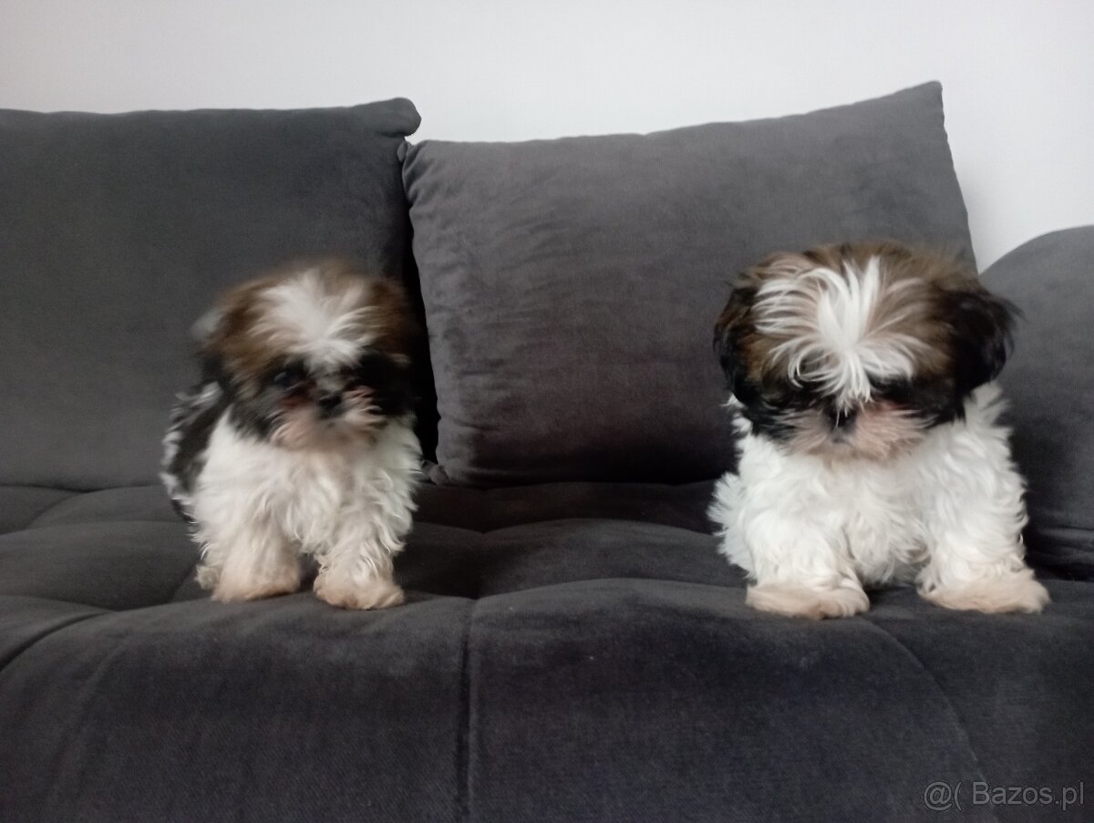 Szczeniaki shih tzu