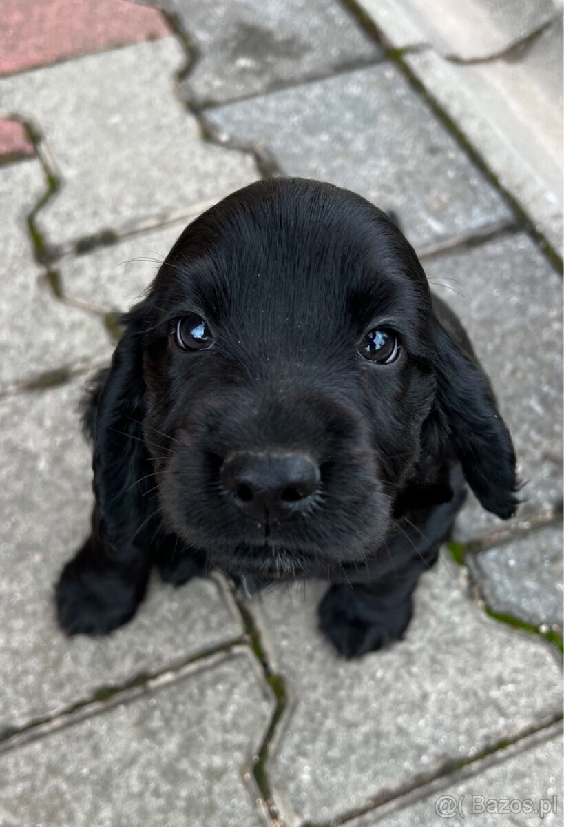 Piękny piesek rasy cocker spaniel angielski