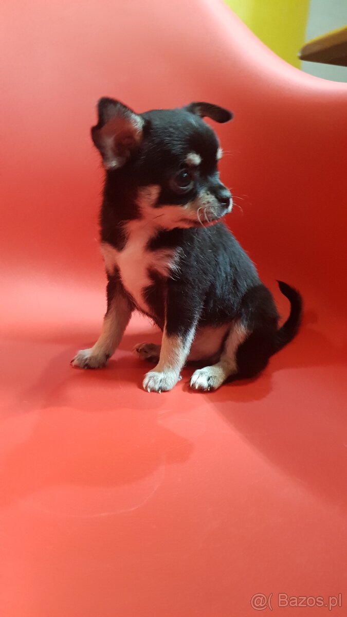 Piesk chihuahua Tricolor