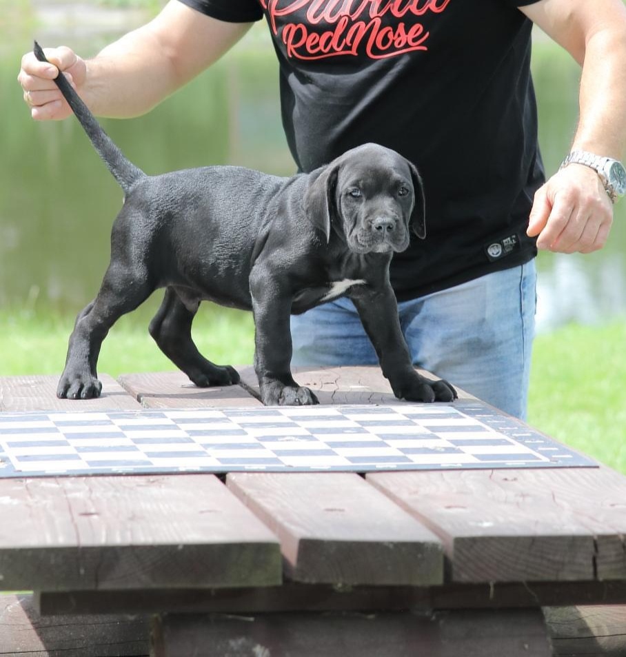 Presa Canario Dog Kanaryjski