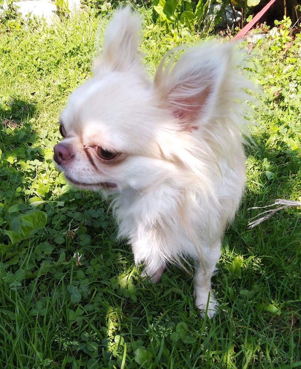 Piesek  chihuahua piesek