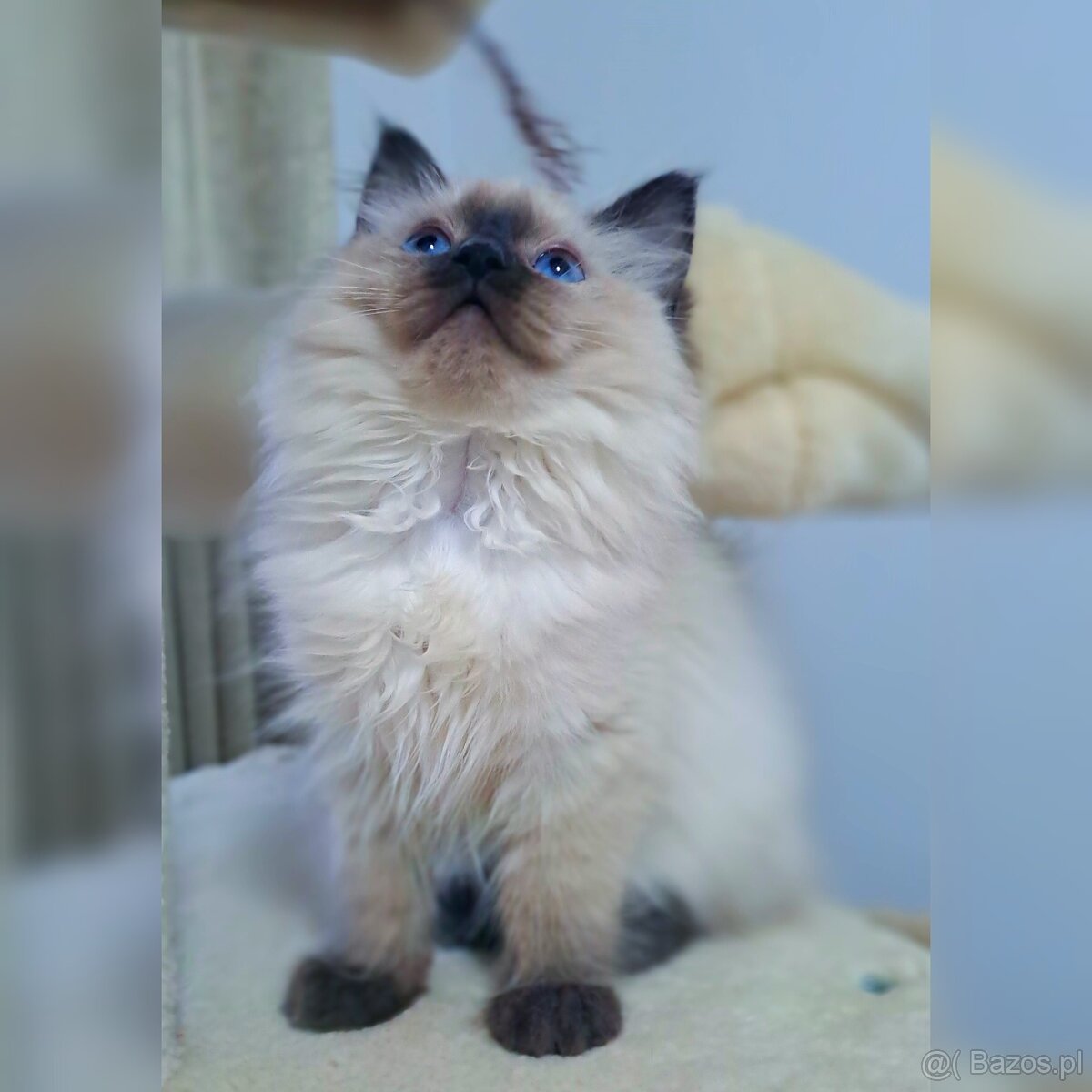 Ragdoll kocur hodowlany FiFe