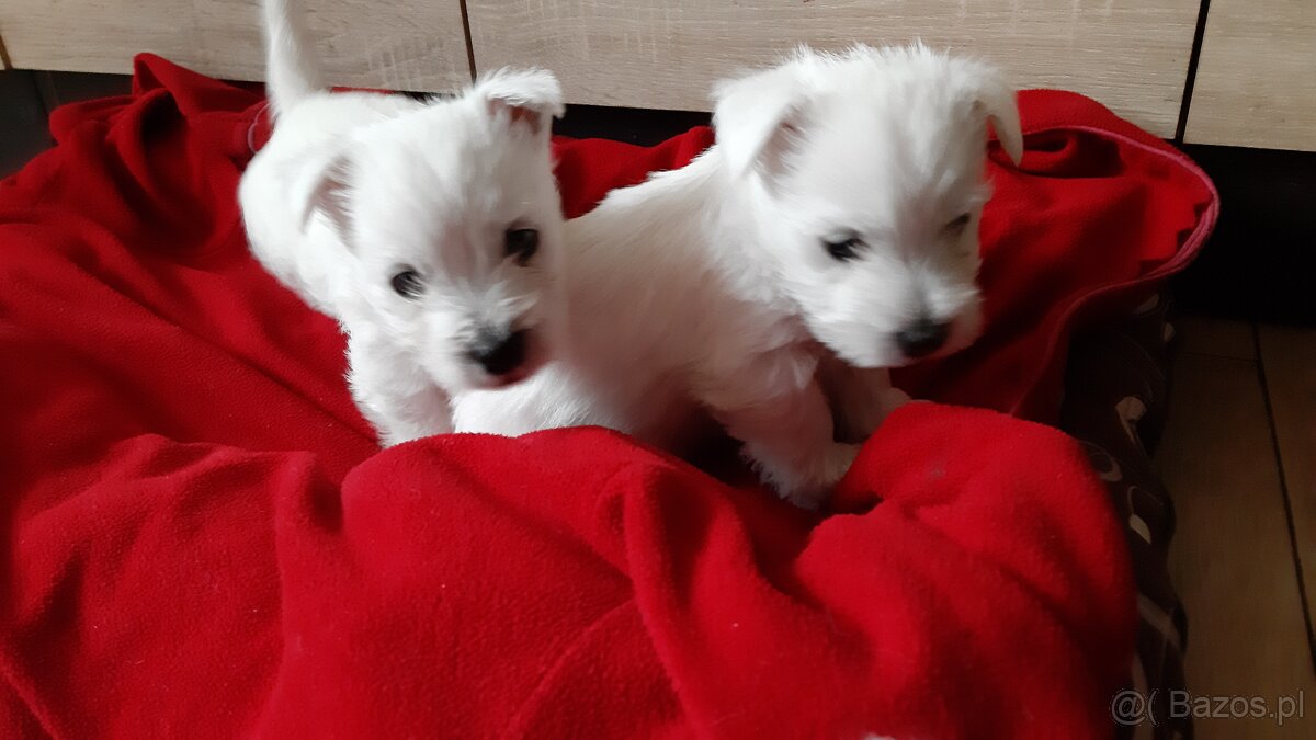 West Highland White Terrier