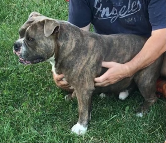 American Bully