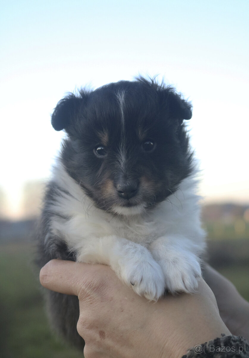 Owczarek szetlandzki suczka tri color sheltie ZKwP/FCI