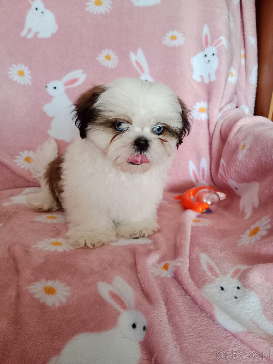 Shih tzu z rodowodem