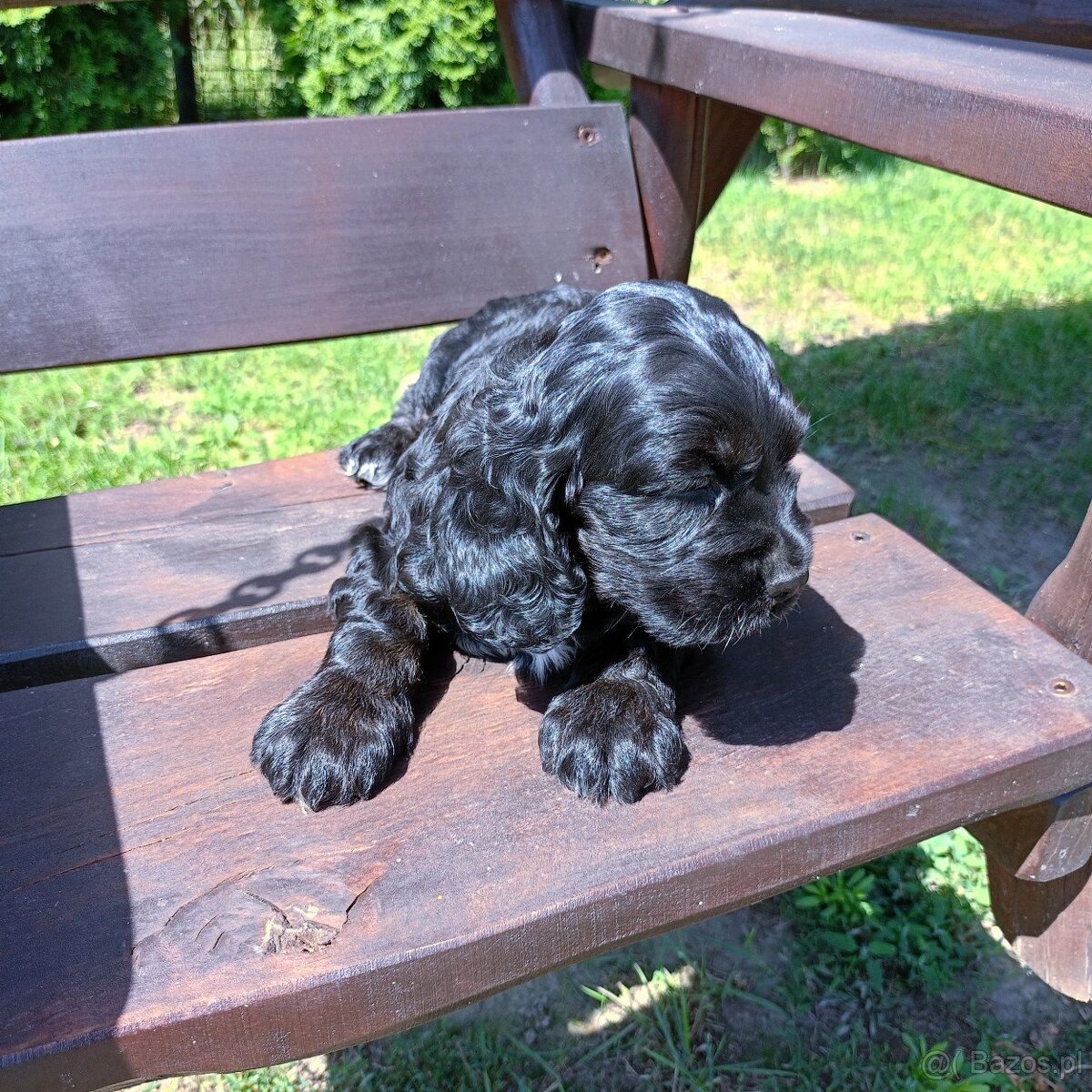 Cocer Spaniel Angielski