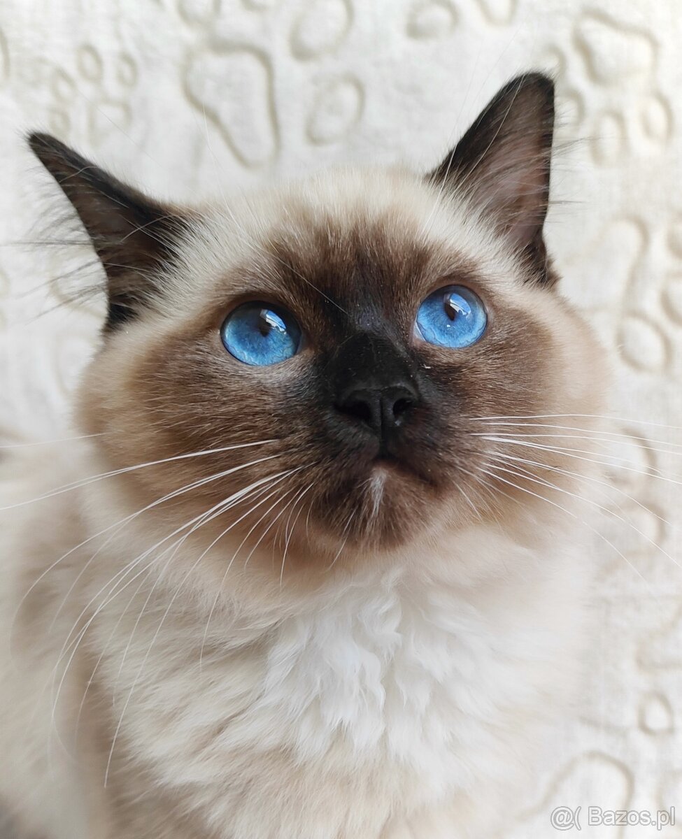 Kocięta Ragdoll