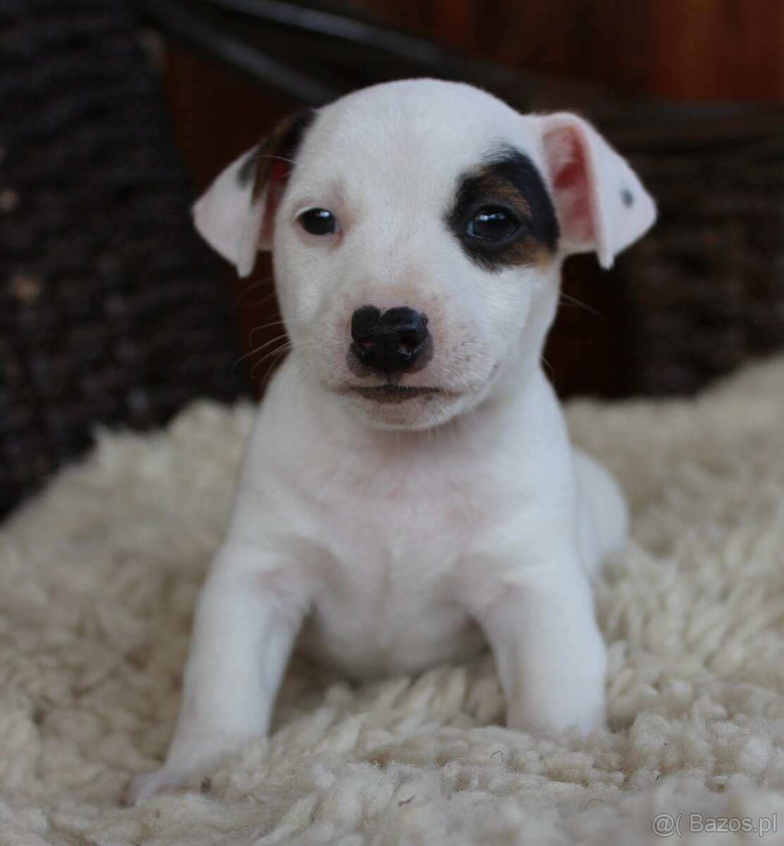 Jack Russell Terrier piesek