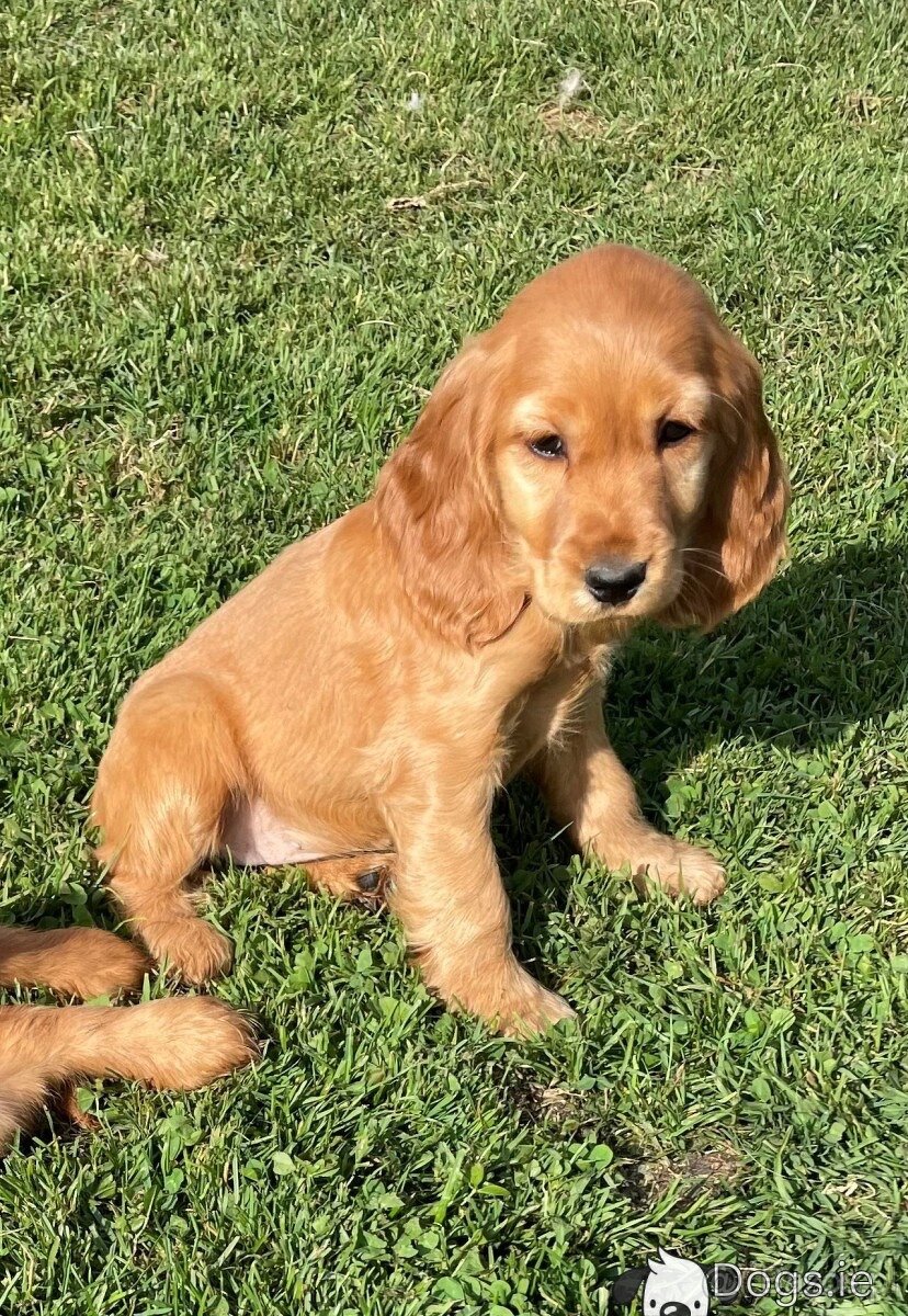 Szczenięta Golden Cocker Spaniel